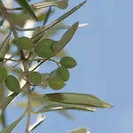 Tenuta Tredici Ulivi - & Glamping شقة