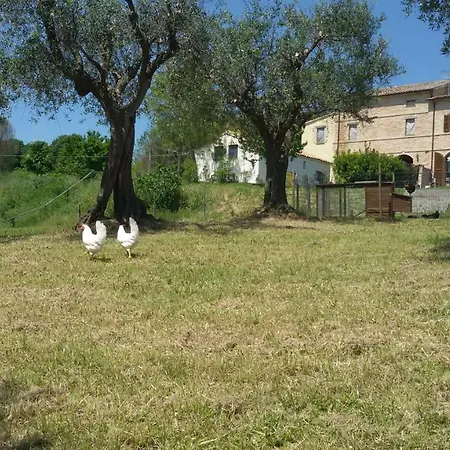 Tenuta Tredici Ulivi * 세니갈리아