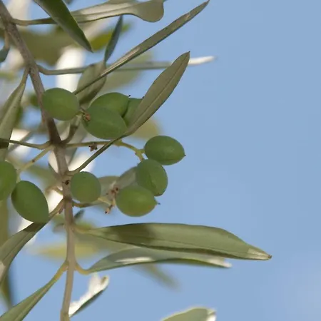 Tenuta Tredici Ulivi شقة