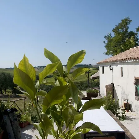 Tenuta Tredici Ulivi - & Glamping 西尼加利亚