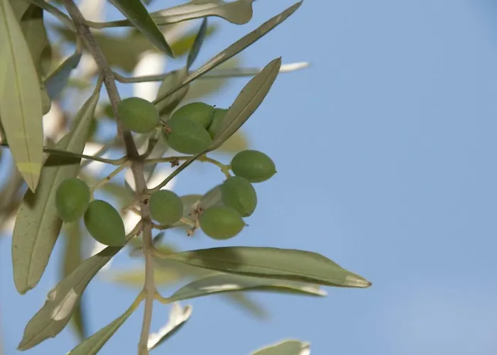 Tenuta Tredici Ulivi - & Glamping Appartement