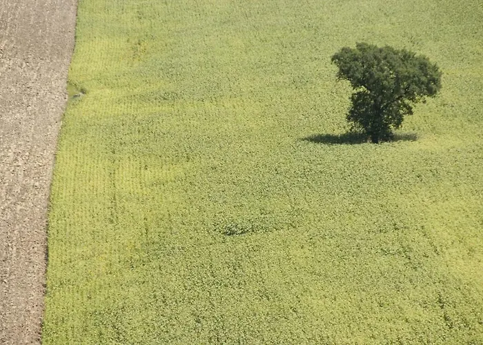 Tenuta Tredici Ulivi - & Glamping