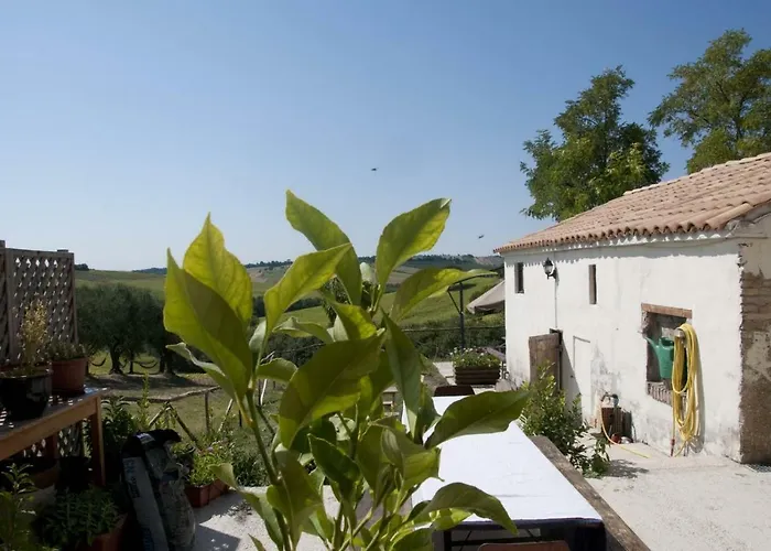 Tenuta Tredici Ulivi - & Glamping Senigallia